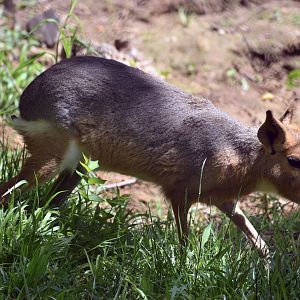 May. 2025 - Patagonia Mara