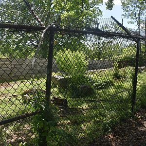 May. 2025 - Giant Anteater & Patagonia Mara Exhibit