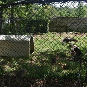 May. 2025 - Giant Anteater & Patagonia Mara Exhibit