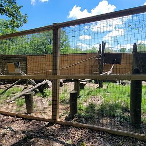 May. 2025 - African Panorama - Blue Duiker & Turkey Vulture Exhibit