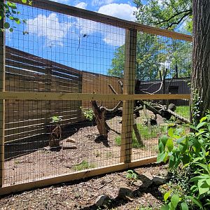 May. 2025 - African Panorama - Blue Duiker & Turkey Vulture Exhibit