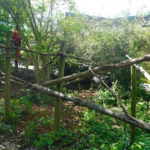 May. 2025 - Children's Enchanted Forest - Scarlet Macaw Exhibit