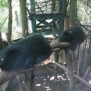 May. 2025 - Children's Enchanted Forest - Bearcat Exhibit (Upper Viewing)