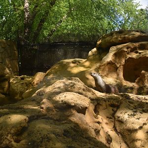 May. 2025 - Children's Enchanted Forest - River Otter Exhibit