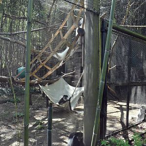 May. 2025 - Children's Enchanted Forest - Colobus Exhibit