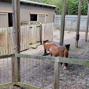 May. 2025 - Children's Enchanted Forest - Miniature Horse Exhibit