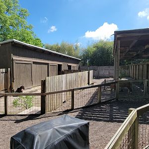 May. 2025 - Children's Enchanted Forest - Miniature Horse & Goat Exhibit