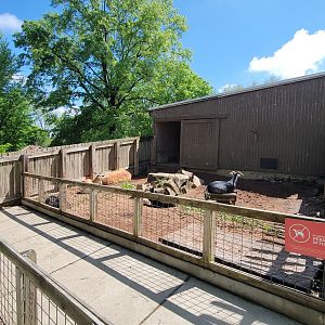 May. 2025 - Children's Enchanted Forest - Goat Exhibit