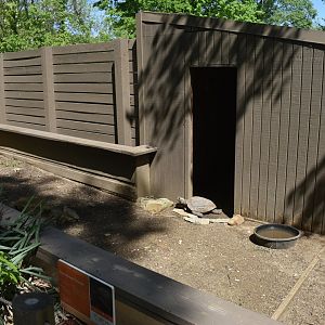 May. 2025 - Asia - Asian Brown Tortoise Exhibit