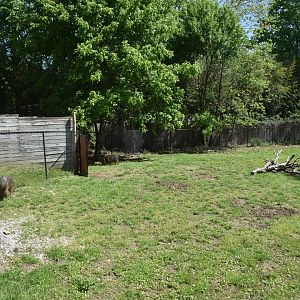 May. 2025 - Asia - Chacoan Peccary Exhibit