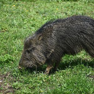 May. 2025 - Asia - Chacoan Peccary Exhibit