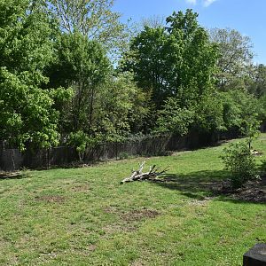 May. 2025 - Asia - Chacoan Peccary Exhibit