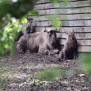 May. 2025 - Asia - Sichuan Takins