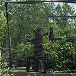 May. 2025 - Asia - Tiger Exhibit (Expanded Side - Former Sun Bear)