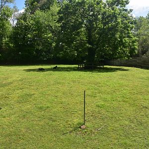 May. 2025 - Asia - Jacob Sheep Exhibit