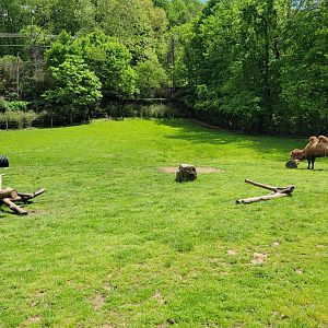 May. 2025 - Asia - Bactrian Camel Exhibit