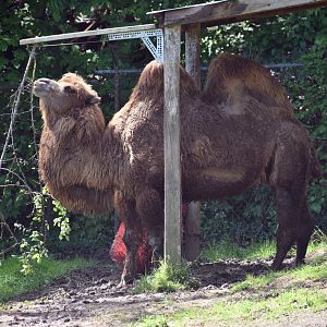 May. 2025 - Asia - Bactrian Camel Exhibit