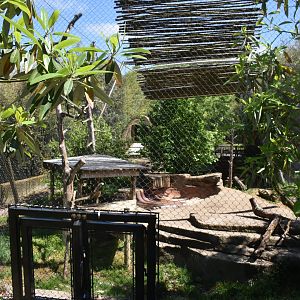 May. 2025 - Asia - Sumatran Tiger Exhibit (Left Side)