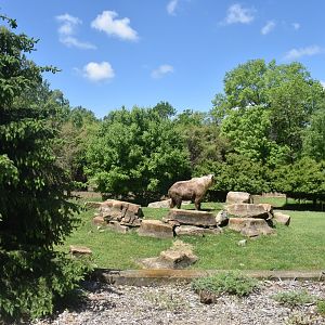 May. 2025 - Asia - Sichuan Takin & Reeve's Muntjac Exhibit