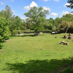 May. 2025 - Asia - Sichuan Takin & Reeve's Muntjac Exhibit