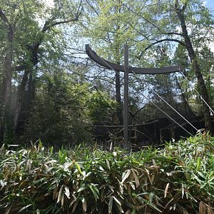 May. 2025 - Asia - Mueller's Grey Gibbon Exhibit