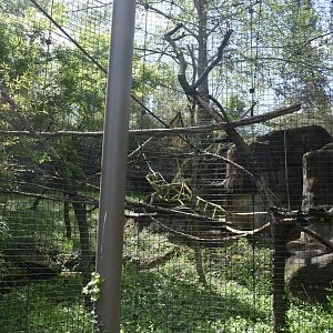 May. 2025 - Asia - Mueller's Grey Gibbon Exhibit