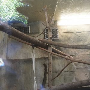 May. 2025 - Asia - Mueller's Grey Gibbon Indoor Exhibit