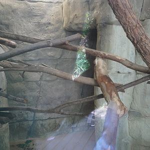 May. 2025 - Asia - Mueller's Grey Gibbon Indoor Exhibit