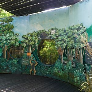 May. 2025 - Asia - Mueller's Grey Gibbon Indoor Exhibit Viewing