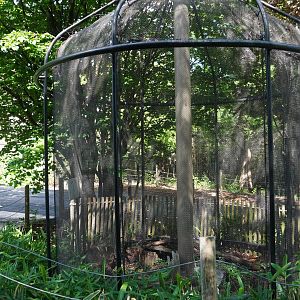 May. 2025 - Asia - Little Buttonquail Exhibit