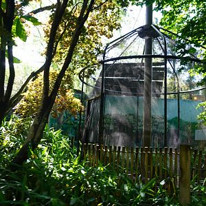 May. 2025 - Asia - Little Buttonquail Exhibit