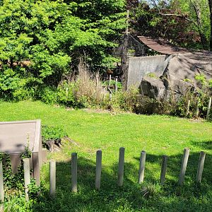 May. 2025 - Asia - Aldabra Tortoise Exhibit