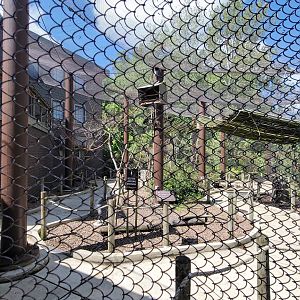 May. 2025 - Budgie Walkabout