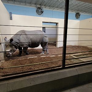 May. 2025 - Kley Memorial Building - Indian Rhino - Middle Indoor Exhibit