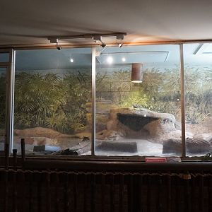 May. 2025 - Kley Memorial Building - Rhinoceros Iguana Exhibit