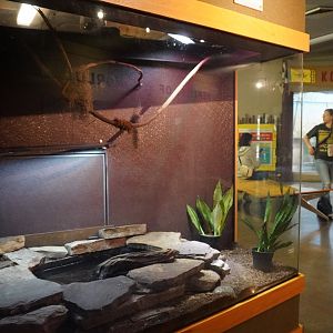 May. 2025 - Kley Memorial Building - McCords Box Turtle Exhibit