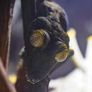 May. 2025 - Kley Memorial Building - Giant Leaf-tailed Gecko