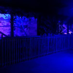 May. 2025 - Kley Memorial Building - Creatures of the Night - Sand Cat Exhibit 2