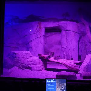 May. 2025 - Kley Memorial Building - Creatures of the Night - Sand Cat Exhibit 1