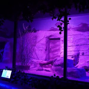 May. 2025 - Kley Memorial Building - Creatures of the Night - Fennec Fox Exhibit