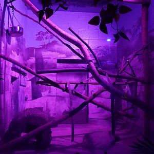 May. 2025 - Kley Memorial Building - Creatures of the Night - Ringtail Exhibit 2