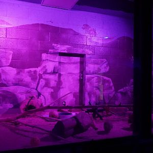 May. 2025 - Kley Memorial Building - Creatures of the Night - Southern Three-banded Armadillo Exhibit