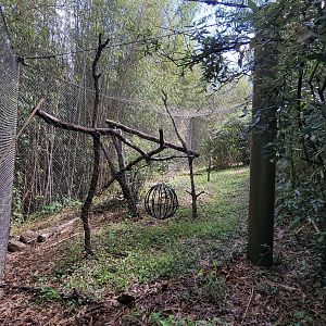 May. 2025 - Lemur Forest