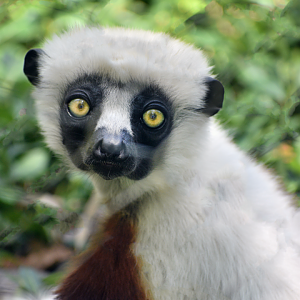 May. 2025 - Lemur Forest - Coquerel's Sifaka