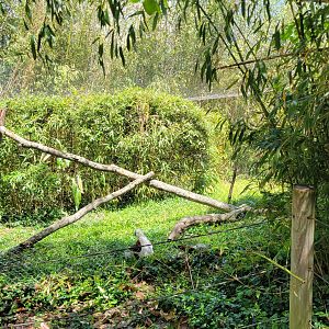 May. 2025 - Lemur Forest