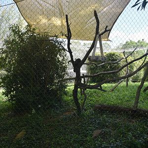 May. 2025 - Lemur Forest