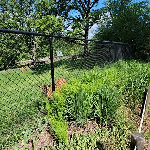May. 2025 - African Rift Valley - Sitatunga Exhibit