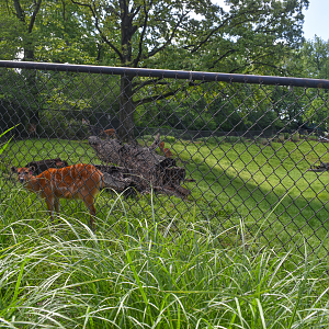 May. 2025 - African Rift Valley - Sitatunga Exhibit