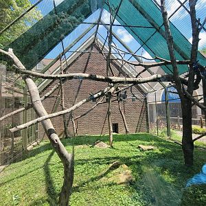 May. 2025 - Discovery Center - Francois' Langur Outdoor Exhibit