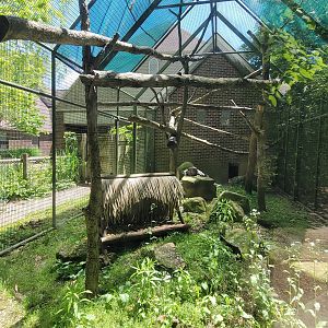 May. 2025 - Discovery Center - Ring-tailed Lemur Exhibit